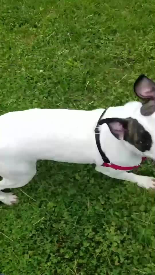 Roger introduced the Take it and drop it cues. Still working on the Drop it behavior lol.