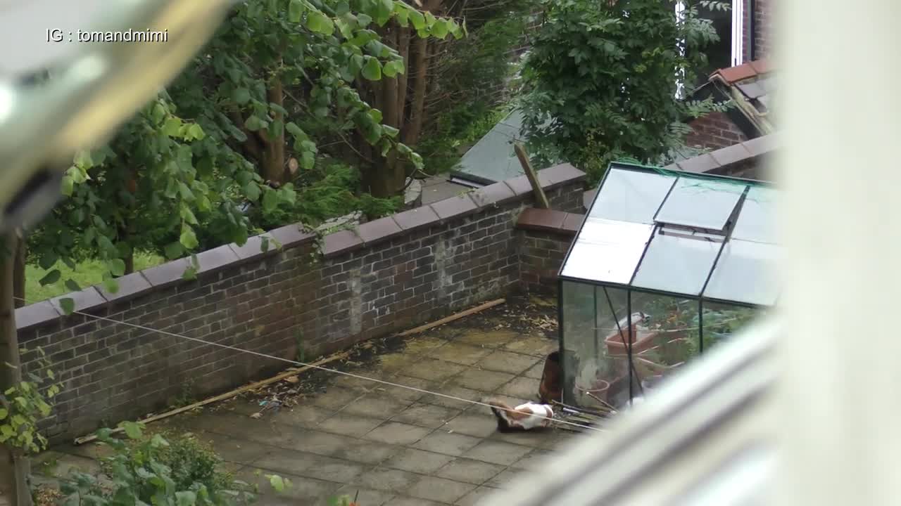 Crazy Cat Fight Compilation Video 2333