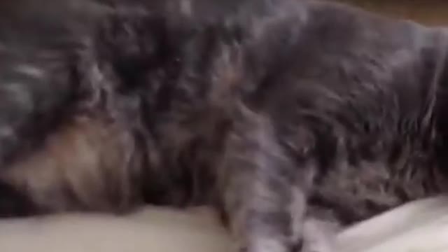 Try Not To Laugh Funny Animal Videos #3