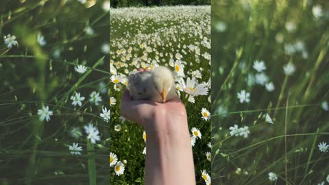 🐥🐤Cute Birdy Baby Duck 🥰😍💛