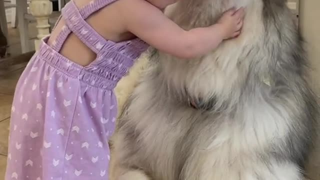 Fluffy Malamute Accepts Hugs from Toddler