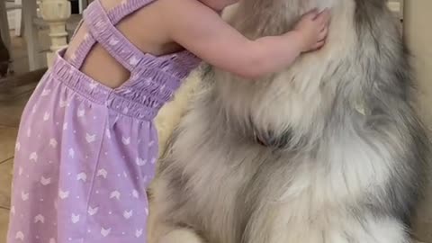 Fluffy Malamute Accepts Hugs from Toddler