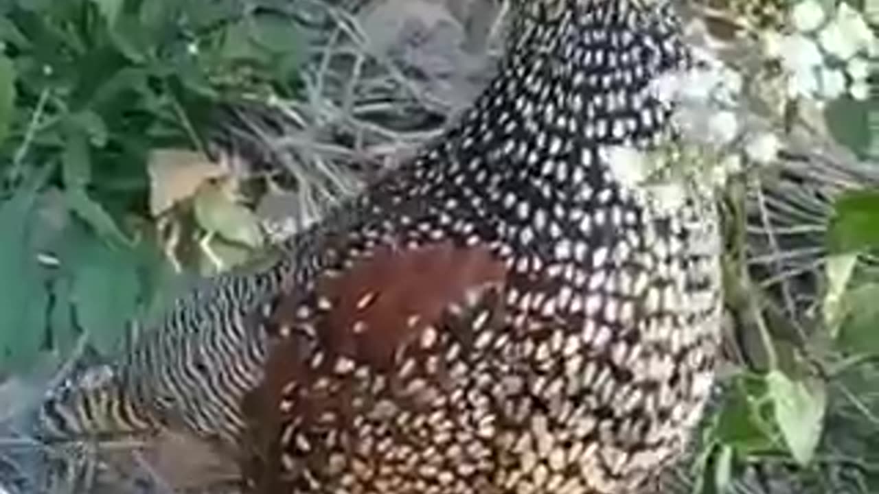 You can also listen to the sound of birds how beautiful it is