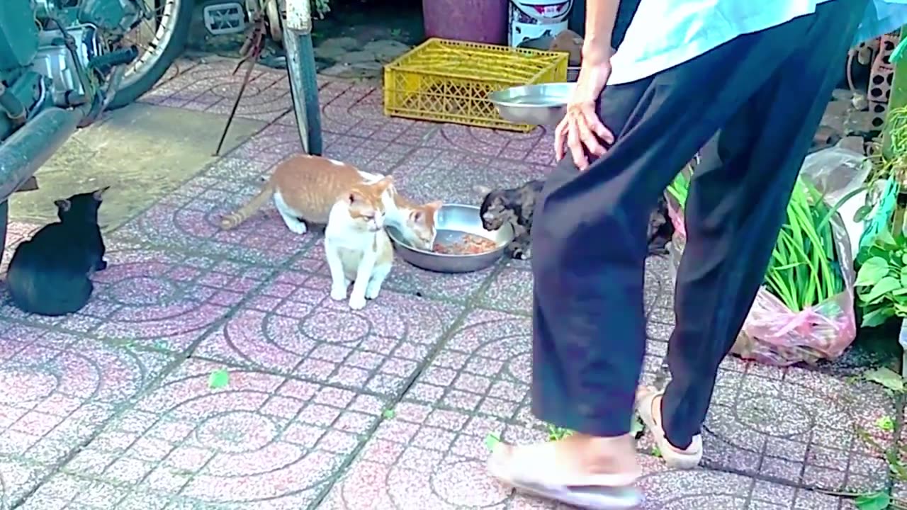 cats funny viral video