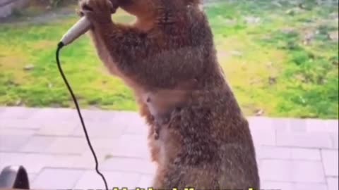 Hilarious squirrel