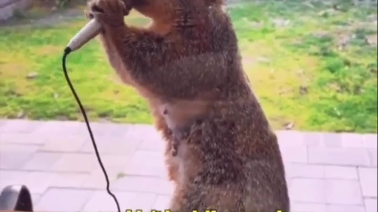 Hilarious squirrel