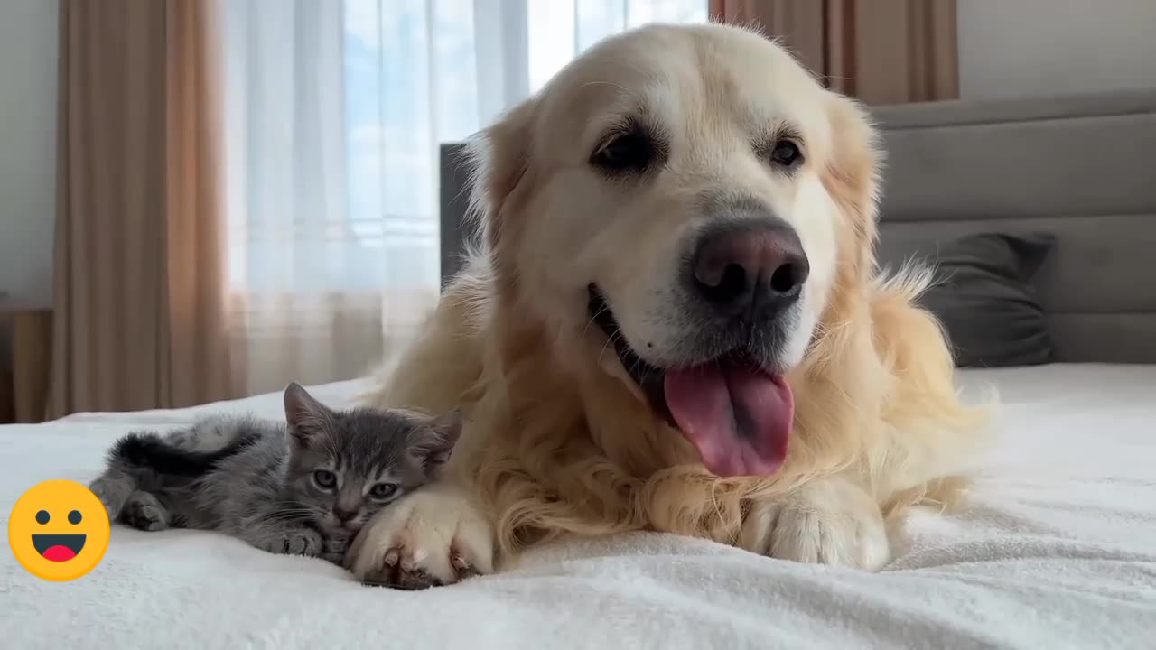 Kitten meet for first time dog