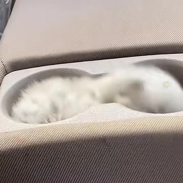 cats & kitten puppies