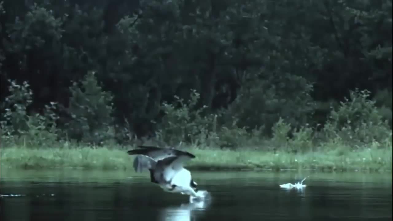 The Eagle Dies While Hunting Octopus In The Ocean