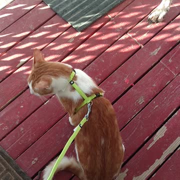 Squeeks in "the outside"