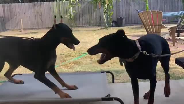 European vs Russian Doberman girls fight to see who is boss