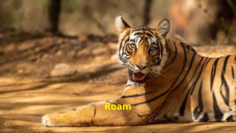 Top things to do in India if u visit