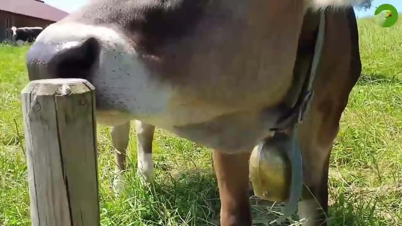 COW VIDEOS 🐄 COWS GRAZING IN A FIELD 🐄 COWS MOOING