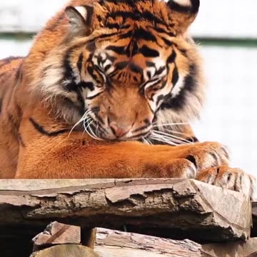 THE REAL KING !!! 👑 ❤️