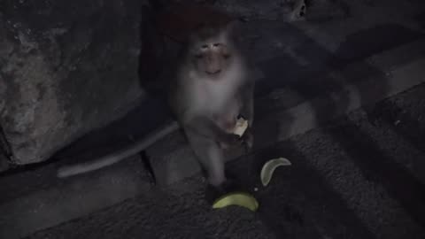 Monkeys Being Familiar With Living Beside Human Society 9 | Viral Monkey