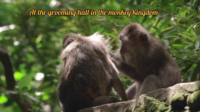 Grooming time in the monkey kingdom