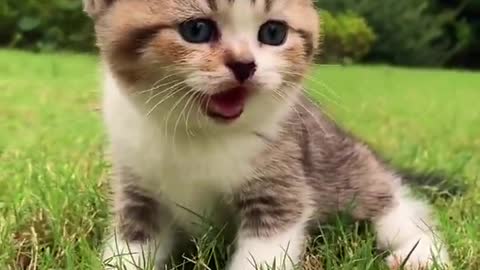 Cute cat funny video