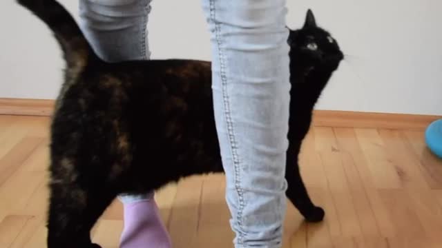 Cute Cat training video