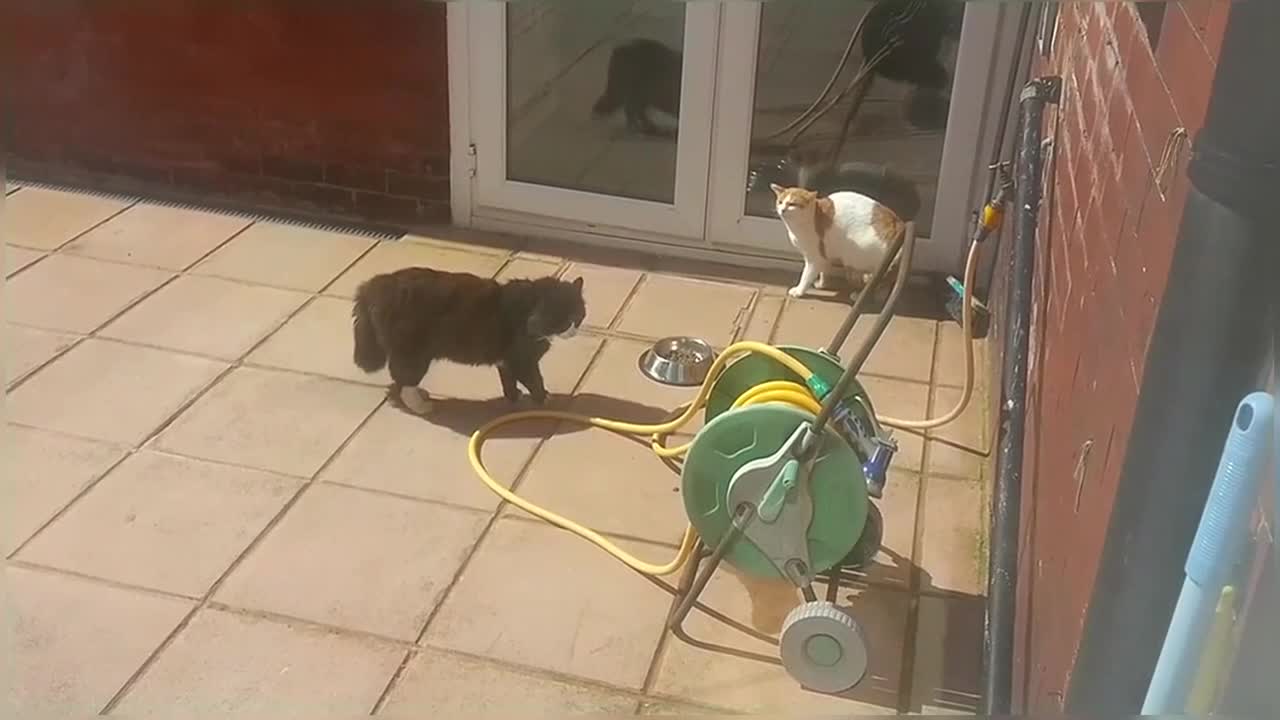 Big Stray Cat Scares Little Cat