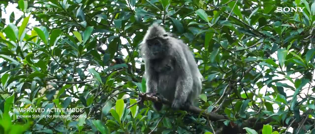 Alpha 7R V | Capturing Wildlife & Insects in Borneo by Dan & Jayaprakash | Sony | α