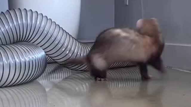 Ferret Dancing - Funny Animal Videos #shorts