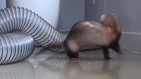 Ferret Dancing - Funny Animal Videos #shorts