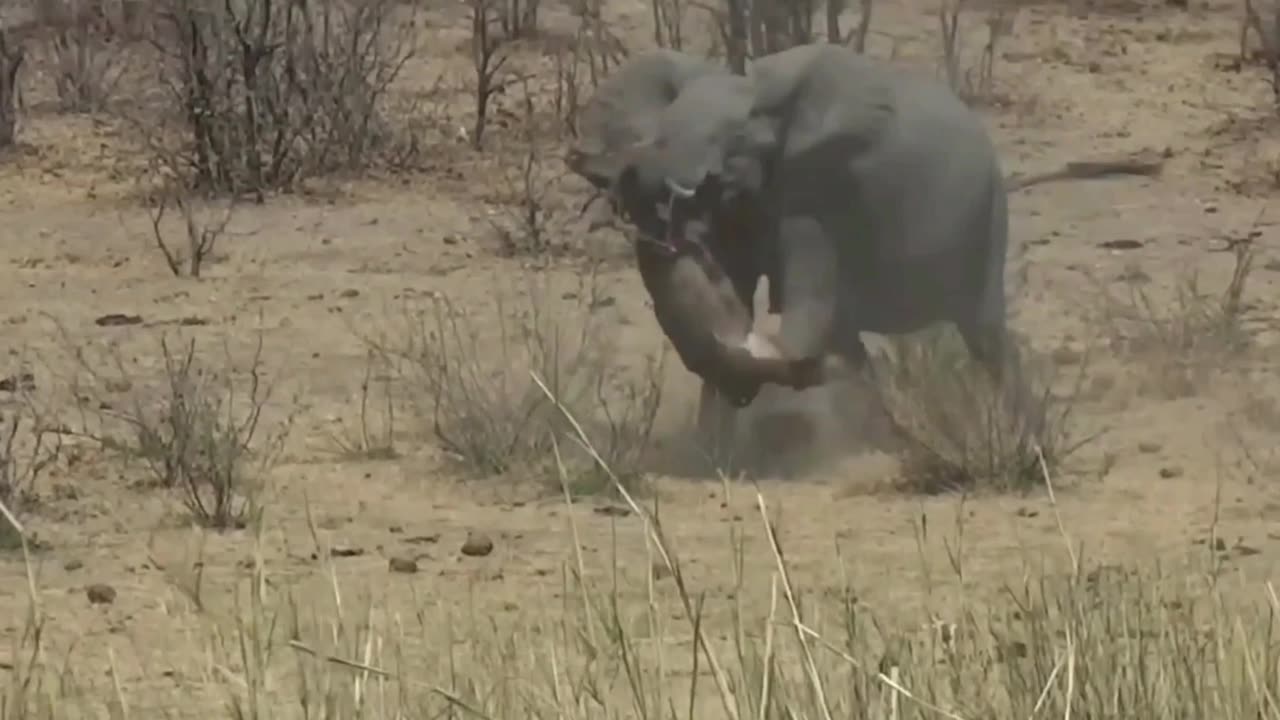 Elephant's Dominance: Confrontation with Buffalo Ends with a Feast!