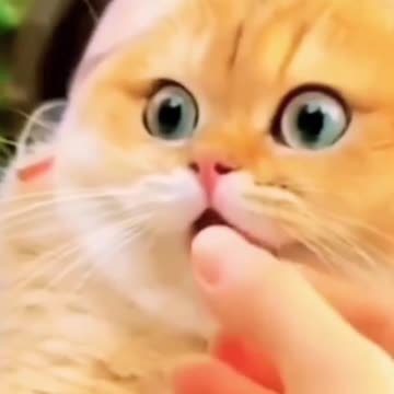 Orange cat fell in love at first sight