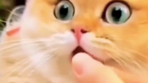 Orange cat fell in love at first sight