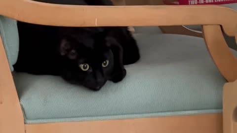 Adopting a Cat from a Shelter Vlog - Cute Precious Piper Keeps Watch For Dogs in the Area