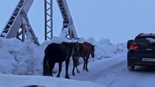 Snowfall in kashmir