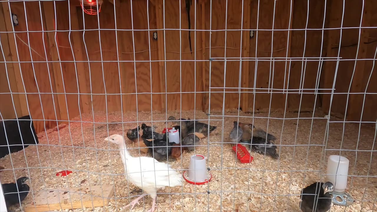 We got CHICKENS! Check out our new CHICKEN COOP starting from nothing