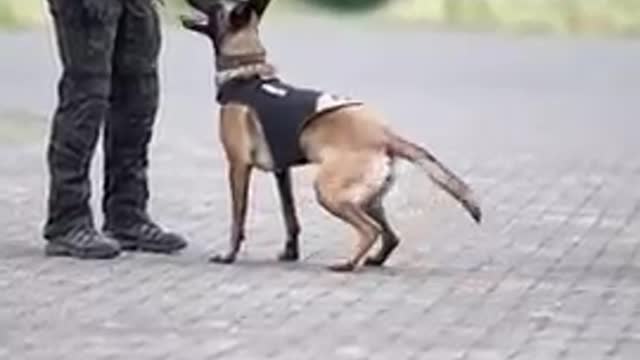 Dog training video