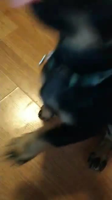 Puppy Dances for a Treat