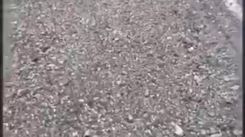 鹿のお母さんは子供たちのことを心配していました