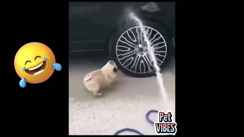 Funny Animal Videos