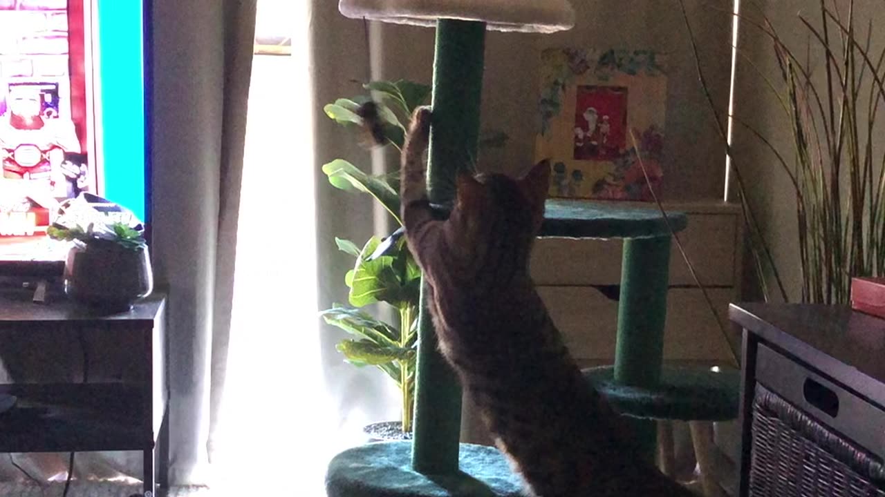 Killer cat🤦♂️😂🤣🤦♂️