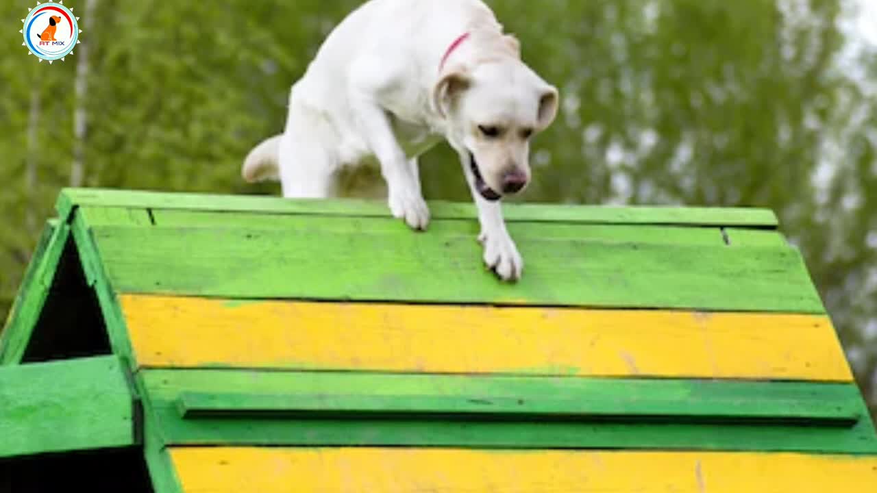 Best Dog exercise vedeo