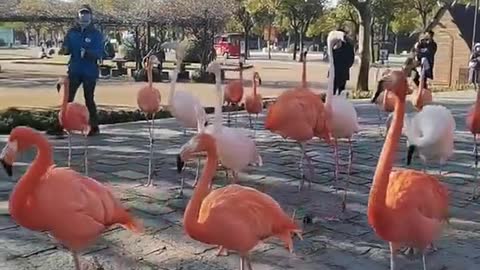 Flamingos go out in a hurry and forget to carry a bag