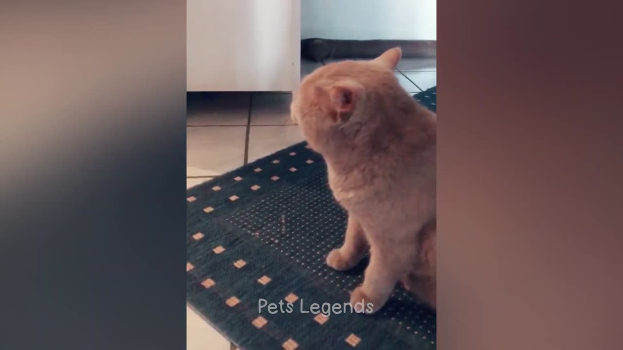 Tingkah Hewan Terlucu Video Kucing dan Anjing Lucu