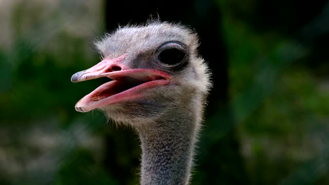 funny ostrich