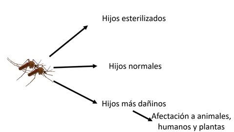 Mosquitos modificados genéticamente y sus consecuencias