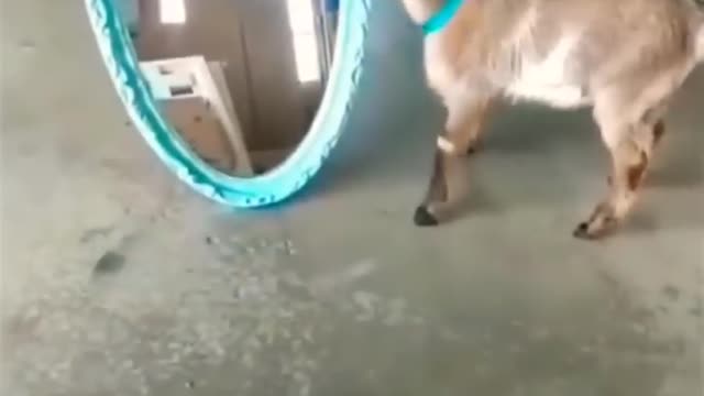 Funny animals