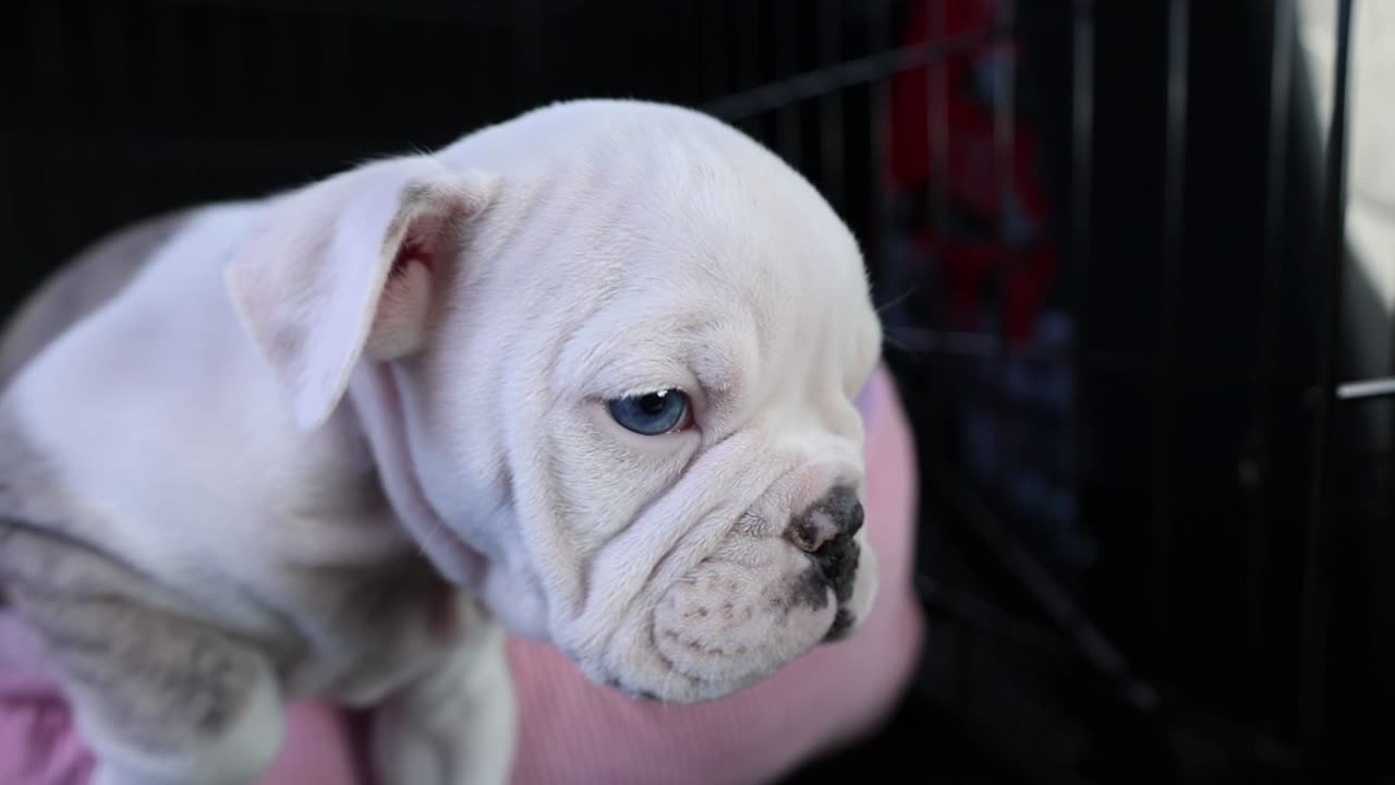 A white puppy