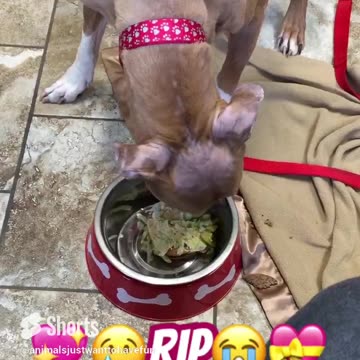 Rest in peace Scarlett