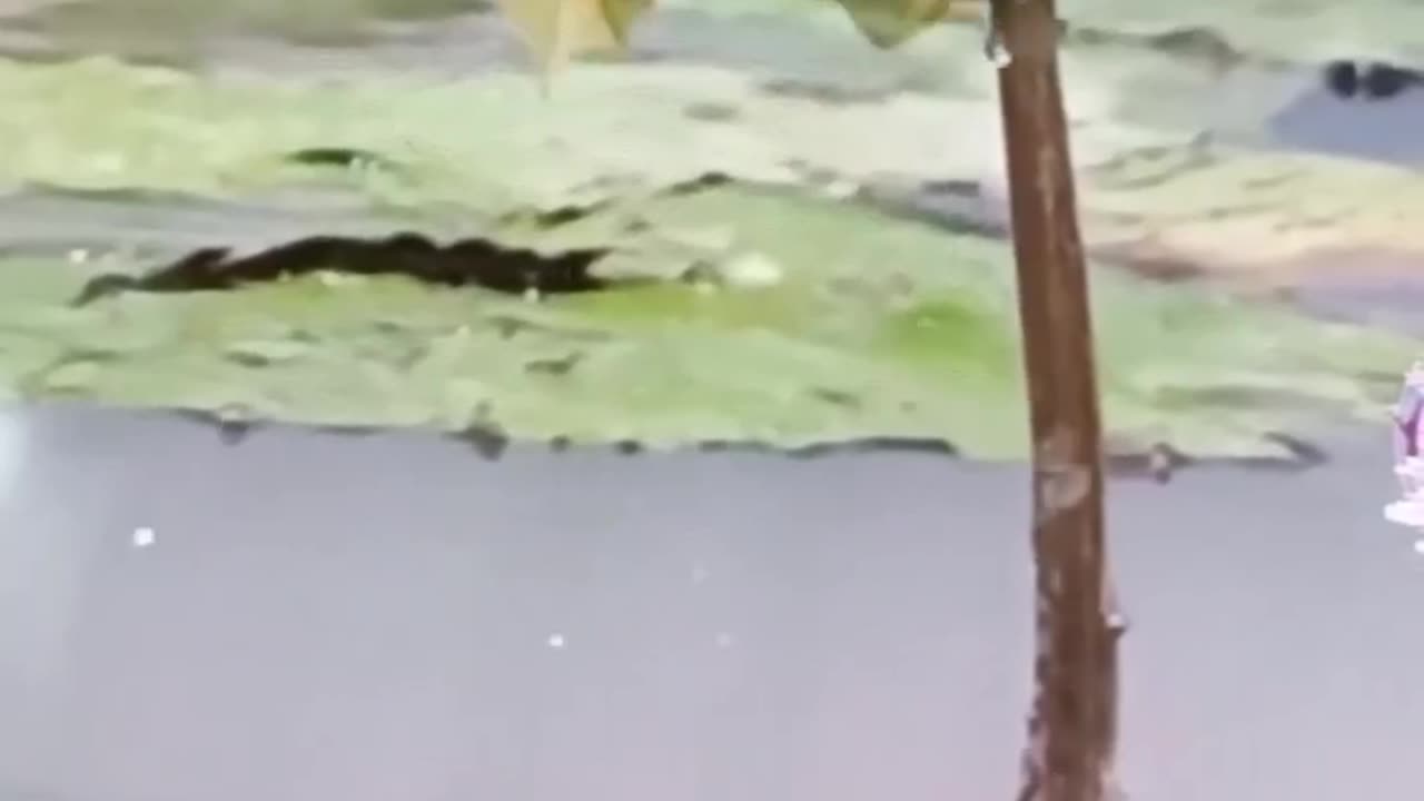 Frog jumpe high target to eat