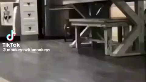 Cute Animals. Monkeys