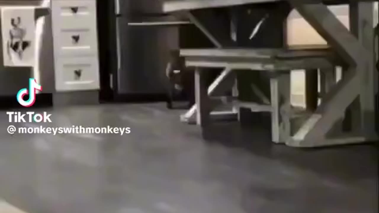 Cute Animals. Monkeys