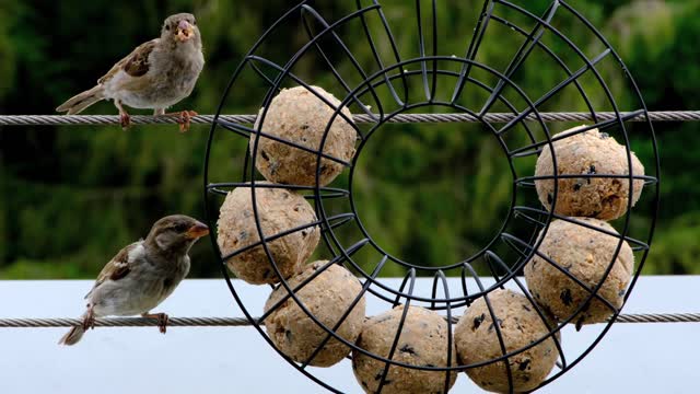 Watch the birds eat