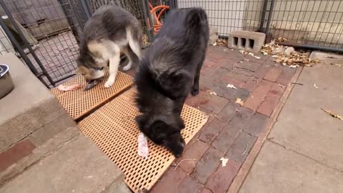 Food Aggression in Dogs & Wolfdogs - How I Get Rid of it~9